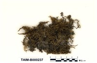 藏品(大灰苔)的圖片